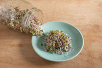 Radish, China Rose – Organic Sprouting Seeds