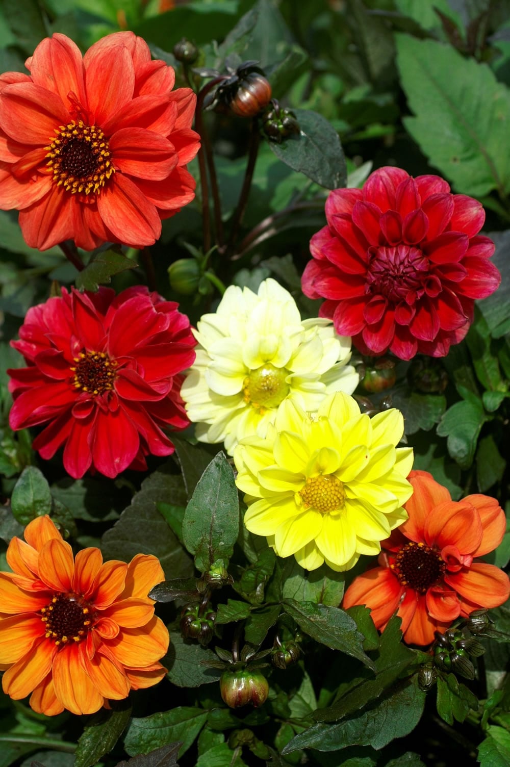 Dahlia- Red Skin Mixed