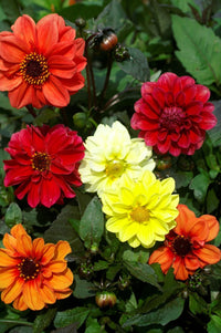 Dahlia- Red Skin Mixed