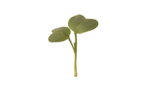 Radish, Daikon – Organic Microgreen Seed