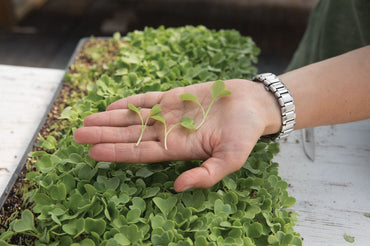 Radish, Daikon – Organic Microgreen Seed