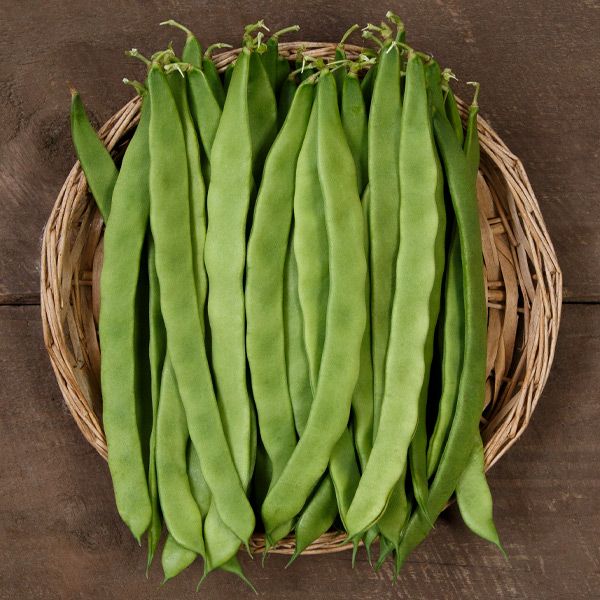 Northeaster – Organic Bean Seed