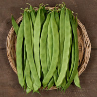 Northeaster – Organic Bean Seed