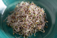 Kale, Red Russian – Organic Sprouting Seeds