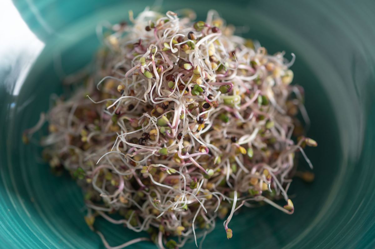 Kale, Red Russian – Organic Sprouting Seeds