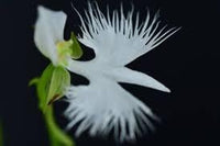 Egret Orchid Flower Seeds for Planting 100 -Hierloom Flower Seeds