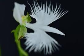 Egret Orchid Flower Seeds for Planting 100 -Hierloom Flower Seeds