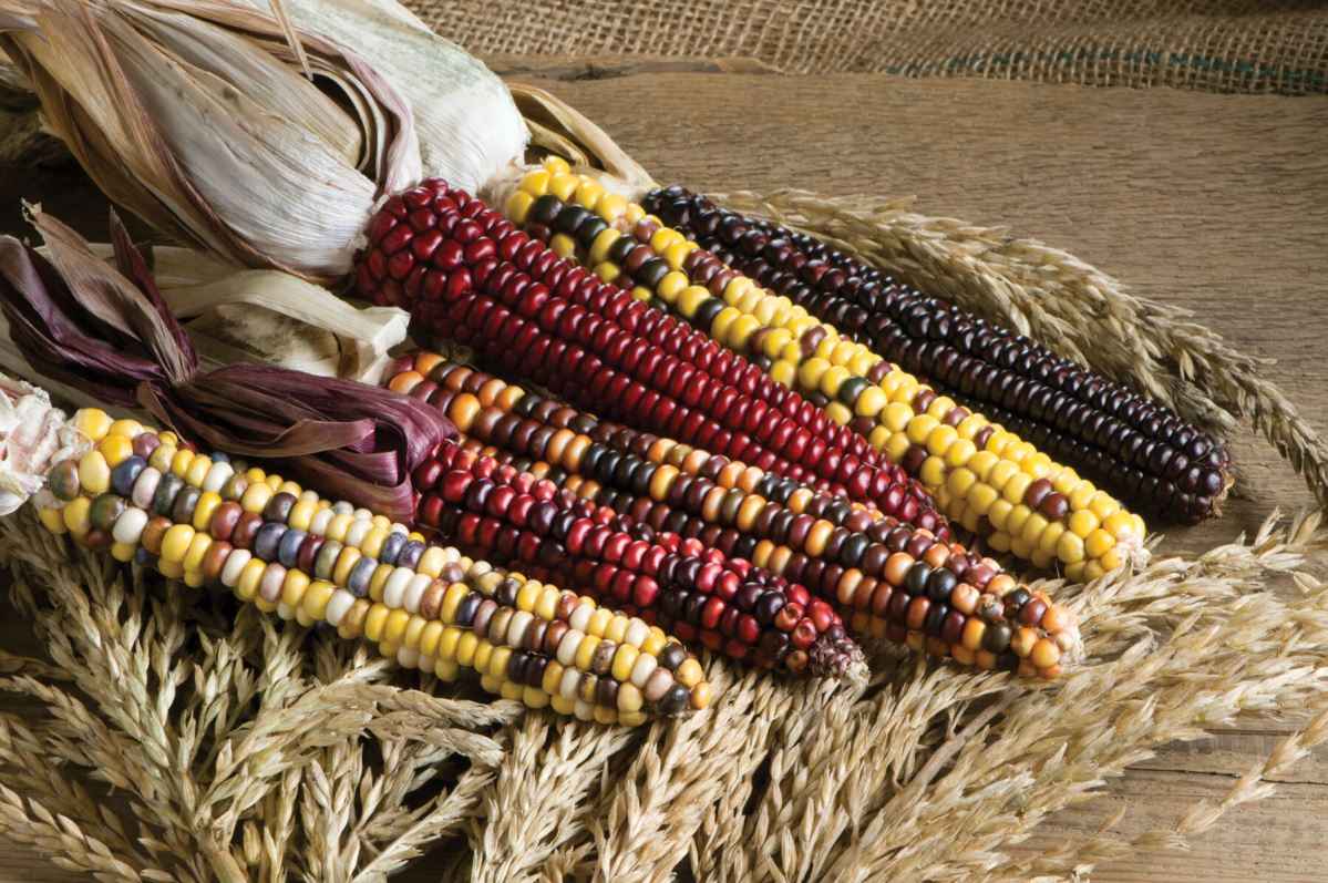 Painted Mountain – Organic Corn Seed