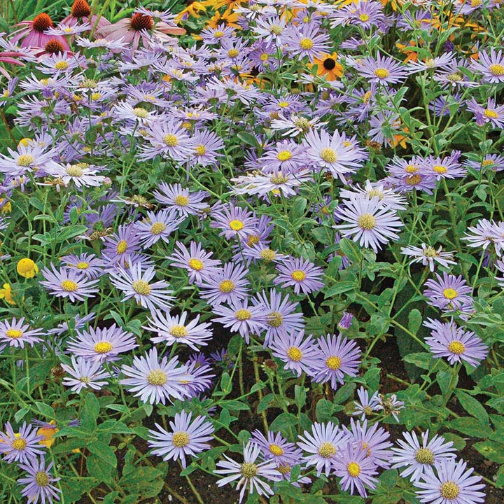 Organic Heirloom Non-GMO Blue Frikartii Seeds for Planting – Garden Aster Blooms