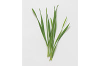 Hard Red Winter Wheat – Organic Shoot Seed