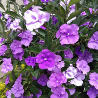 Brunfelsia Flower Seeds for Planting – Fragrant Blooms, Heirloom, Non-GMO Seeds