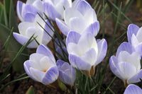 Blue Pearl Snow Crocus Seeds