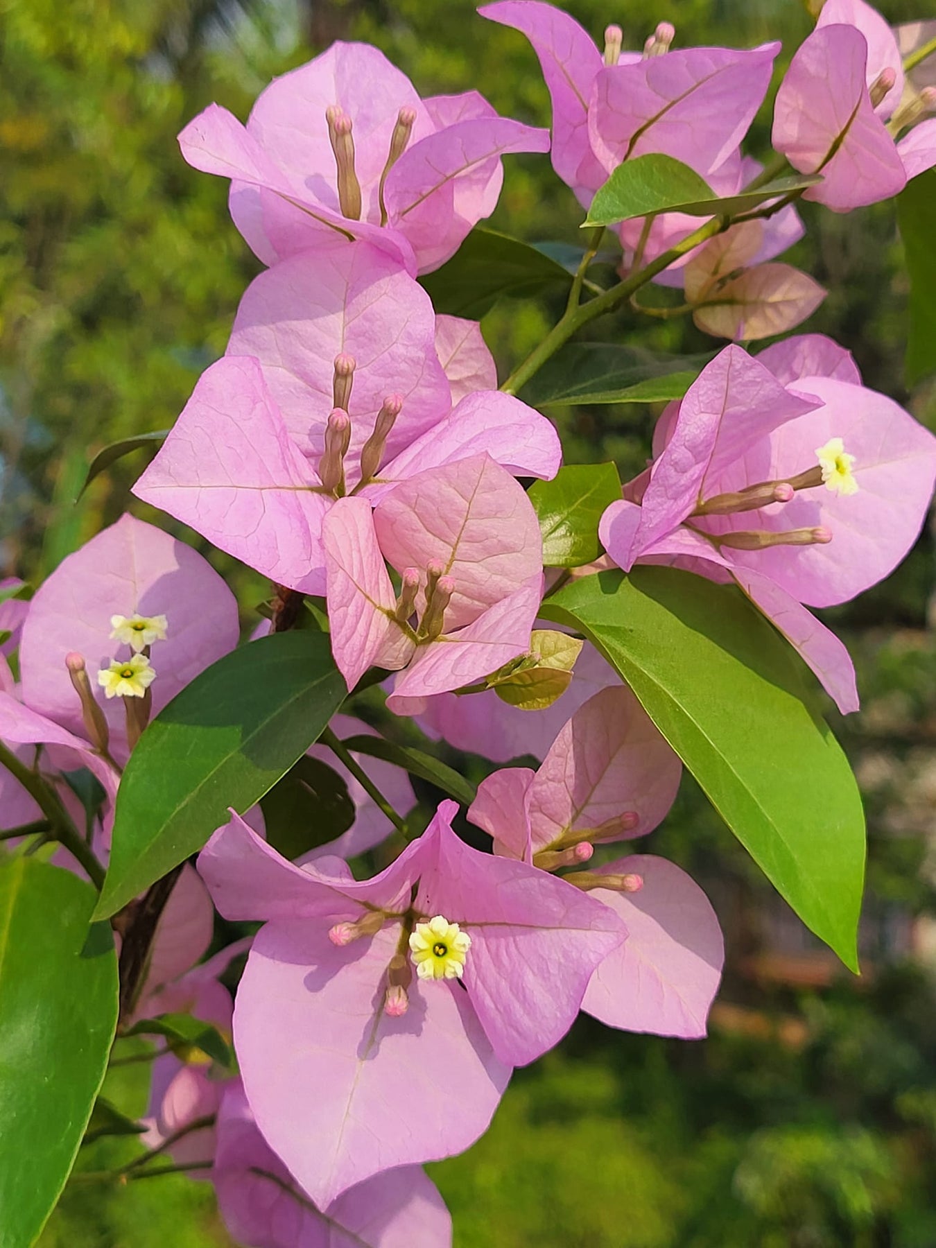 Heirloom Non-GMO Light Pink Bougainvillea Flower Seeds for Planting – Climbing Vine Seeds - Non-GMO for planting in home garden