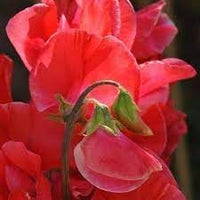 Pea Pearl Flower Seeds – Heirloom Non-GMO Seeds for Fragrant and Compact Garden Planting