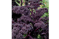 Redbor – Kale Seed