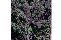 Redbor – Organic Kale Seed