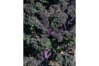 Redbor – Kale Seed