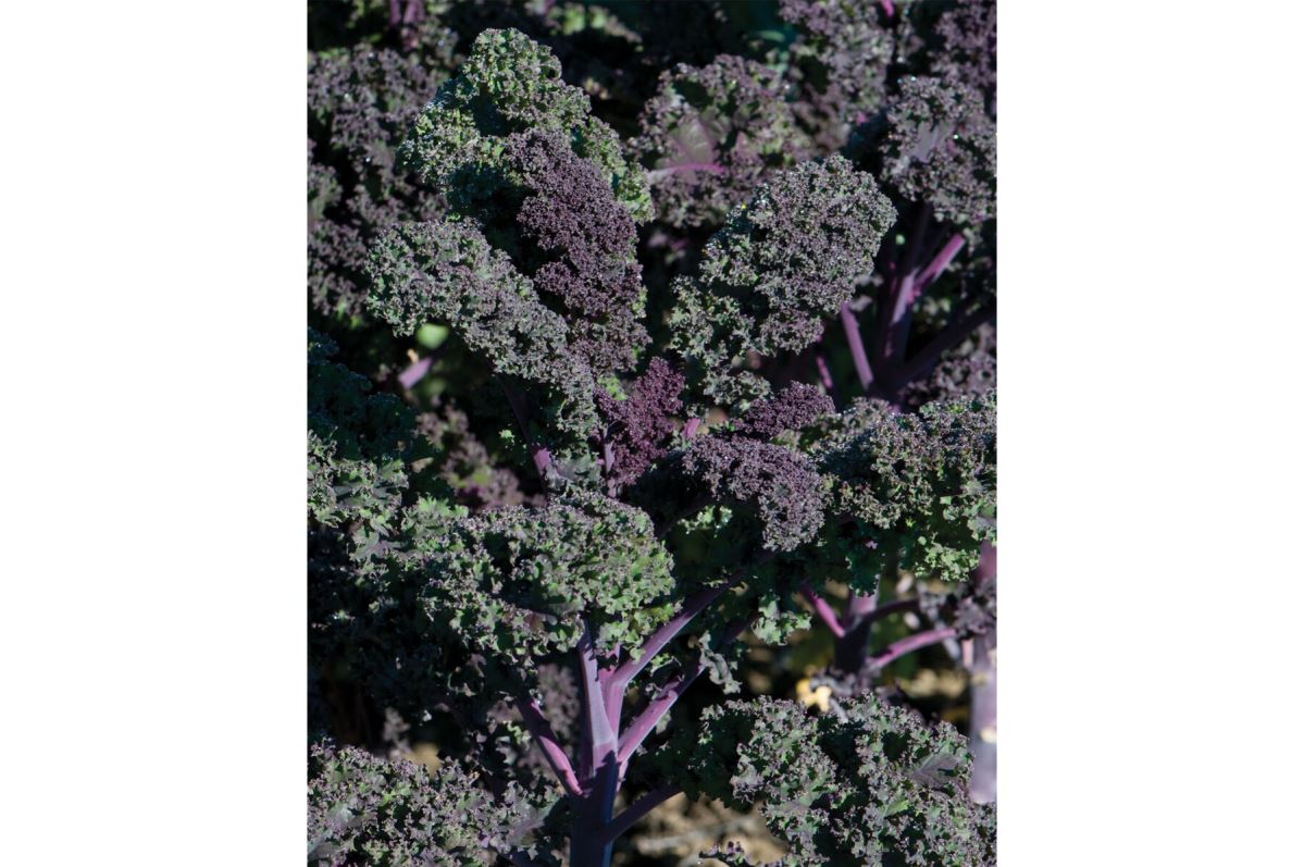 Redbor – Kale Seed