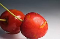 Ardisia Crenata Fruit Seeds - A Decorative Plant with Vibrant Fruits 100 pcs