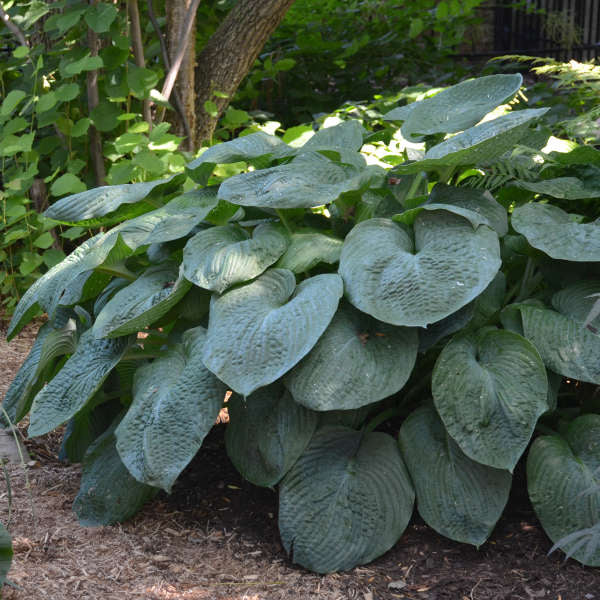 Sieboldiana Elegans Hosta