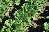 Green Forest – Lettuce Seed