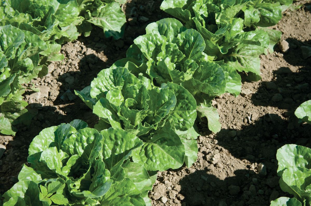 Green Forest – Lettuce Seed