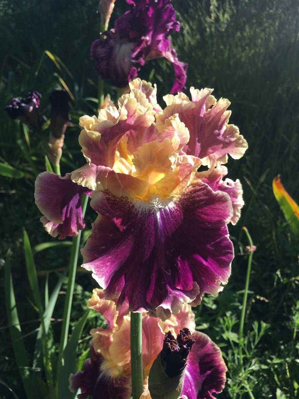 Montmartre Bearded Iris Seeds