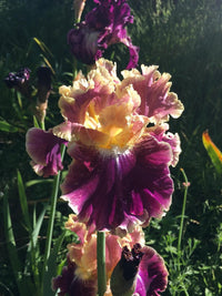 Montmartre Bearded Iris Seeds