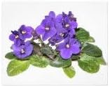 Futaba Violet Flower Seeds for Planting - 100 pcs
