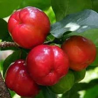 New Fresh 10pcs Malpighia Fruit Seeds - Exotic Superfruit for Nutrient-Rich Berries 100 pcs