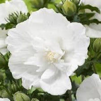 Hibiscus Syriacus Flower Seeds – Heirloom, Non-GMO Flower Seeds for Planting