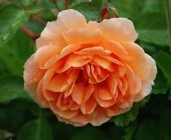 Rose Rosa Flower Seeds for Planting – Heirloom, Non-GMO Seeds for Garden Blooms - Rosa for planting in home garden