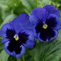 Pansy Flower Seeds Heirloom Non GMO Planting - 100