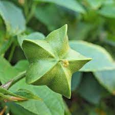 Plukenetia plant seeds