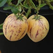 Melon Pear Fruit Seeds for Planting - Unique and Tasty Fruits, Heirloom Seeds
