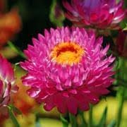 Calceolaria Purse Flower Seeds – Heirloom Non-GMO Seeds for Bright and Decorative Garden Planting - Purse for planting in home garden