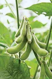 Soybeans Seeds for Planting - heirloom & Non-GMO Seeds