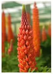 Heirloom Non-GMO Orange Lupine Flower Seeds for Tall Spikes and Pollinator Garden Planting