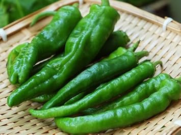 Manganji Pepper Capsicum annuum seeds for planting