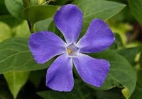 Vinca Periwinkle Flower Seeds for Planting ,Heirloom Seeds