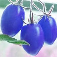Tomato Seeds for Planting, Blue, 100 pcs