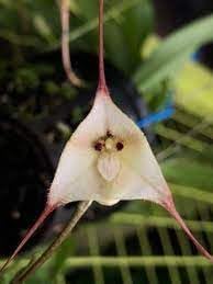 Heirloom Non-GMO Monkey Orchid Flower Seeds for Rare Exotic Blooms and Indoor Garden Planting
