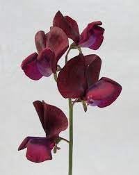 Heirloom Non-GMO Lathyrus Flower Seeds for Garden Planting – Fragrant Climbing Blooms