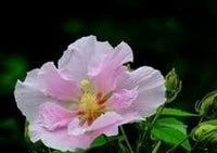 Heirloom Non-GMO Baby Pink Hibiscus Flower Seeds – Delicate Tropical Blooms for Garden Planting