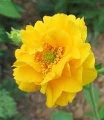 Heirloom Lady Stratheden Flower Seeds, Non-GMO Golden Globe Blooms for Classic Garden Planting