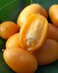 Yellow Spondias Fruit Seeds for Planting - Growing Tropical Fruit Trees for Home Garden, GMO Free