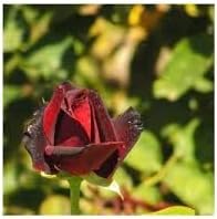 Tiger Striped Rose Seeds for Planting – Heirloom, Non-GMO Flower Seeds for Home Garden