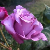 Sterling Silver Rose Seeds for Planting – Heirloom, Non-GMO Flower Garden Seeds