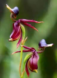 Heirloom Orchid Flower Seeds for Planting 100