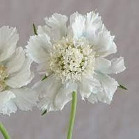 Scabiosa Flower Seeds Heirloom Non GMO Planting - 100